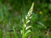 Weißes Waldvöglein Orchidee mit vielen Blütenknospen